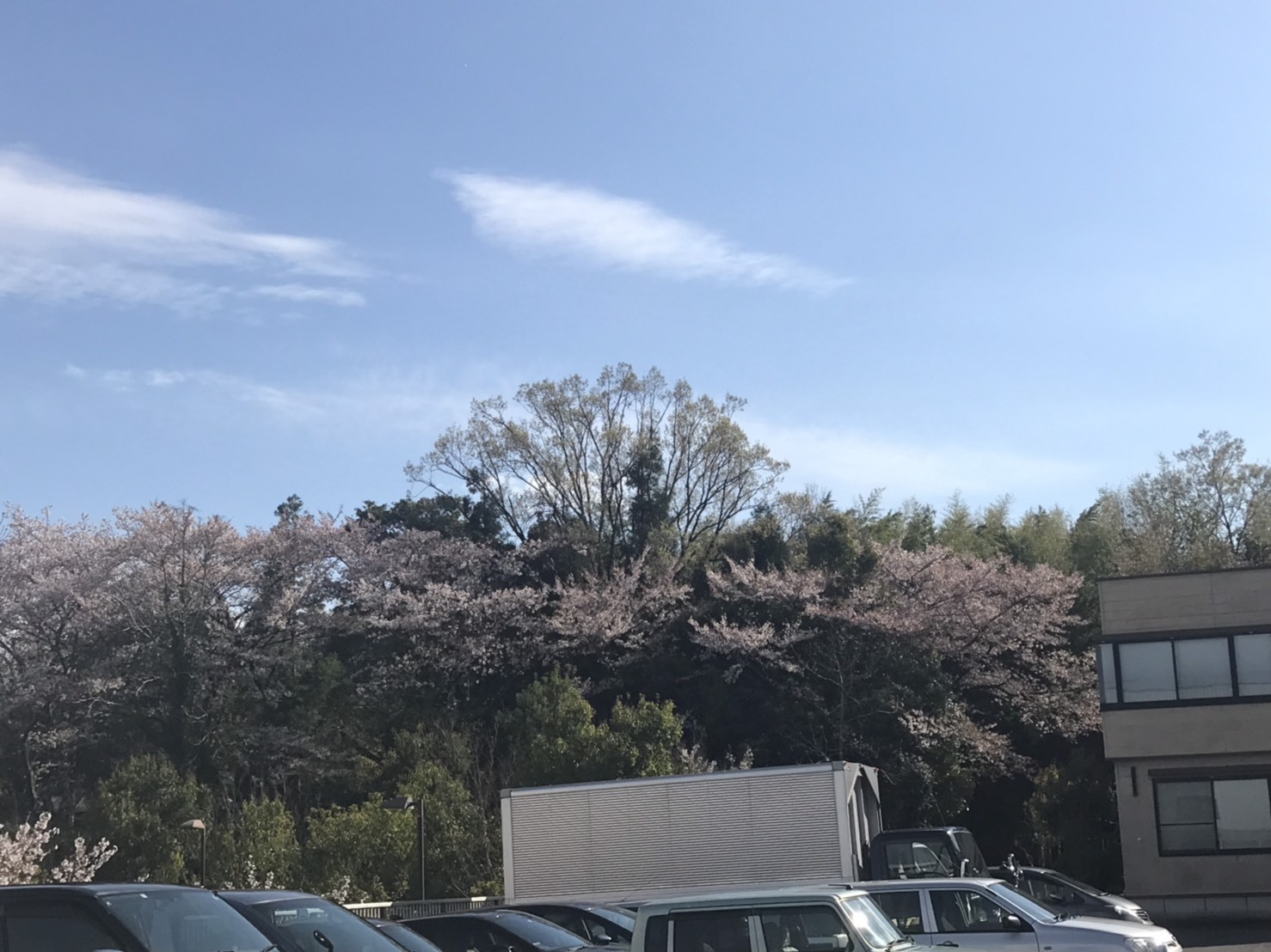 桜の時期がやってきました 窓工房テラムラのブログ 写真1